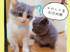 -十年猫舍·猫咪专门店(普陀店)