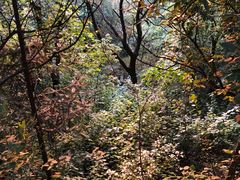 -杭州半山国家森林公园