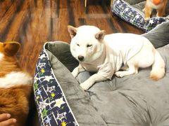 -豆柴町-柴犬主题狗咖(红鼎国际C座店)