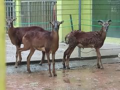 -荆州中山公园动物园