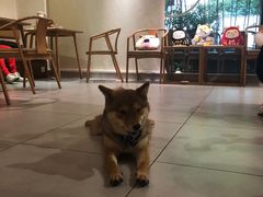 -柴务处·柴犬主题狗咖