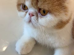 -飞行喵MR PILOT|猫舍·猫咖(静安大融城店)