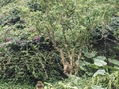 -海南热带野生动植物园
