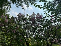 -曼听御花园