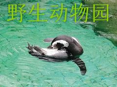 -大光明丽星VIP影城(昌里路杜比全景声店)