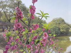 -南国桃园旅游度假区