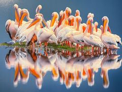 -罗红摄影艺术馆