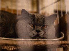 -猫宠乐园·专业洗护