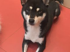 -和它·交个朋友·狗咖猫咖(爱琴海店)