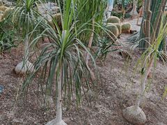 -北京植物园-展览温室