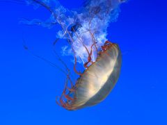 -太平洋海底世界