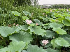 -长田漾湿地公园