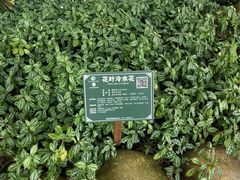-广西壮族自治区药用植物园