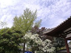 -西安青龙寺遗址景区