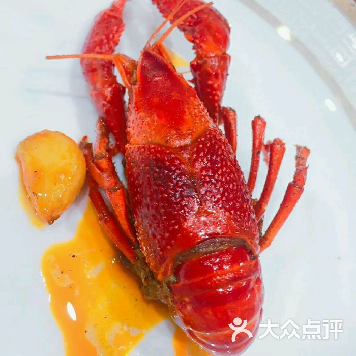 只要大肚皮龙虾