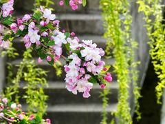 -海棠花溪(元大都城垣遗址公园)