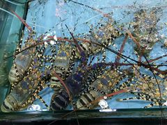 -渔民新村(番禺总店)