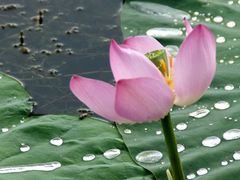 -白渔泡湿地公园