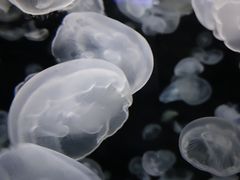 -绿色星球动物主题公园