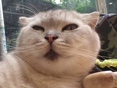 -猫咪派对(江南西店)