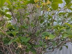 -茶油香闽南菜·花园餐厅(前埔店)