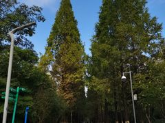 -昆山城市生态森林公园