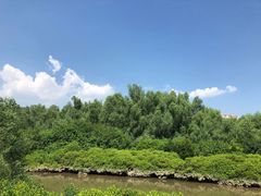 -大亚湾红树林城市湿地公园
