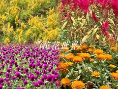 -丹樱生态园