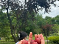 -上海共青森林公园