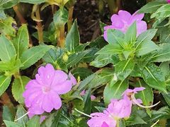 -莲花山公园