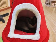 -猫和宫(六道口店)