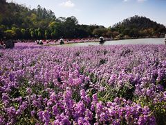 -顺峰山公园