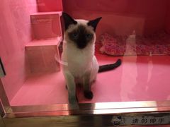 -猫小院猫主题咖啡厅(北锣店)