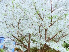 -菊花台公园