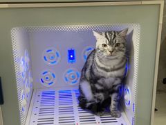 -喵zoo家庭繁育猫舍(尖东智能花园店)
