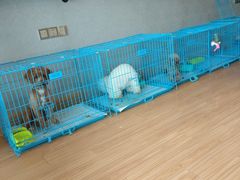 -犬也宠物造型(恒茂国际都会商业街店)