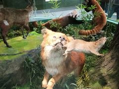 -国家自然博物馆