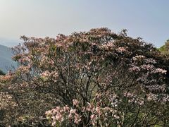 -梧桐山风景名胜区