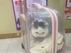 -天宠宠物医院24小时·急重症诊疗中心·全科·腔镜特色(和平分院)