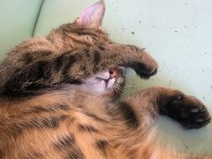 -猫在这儿猫咪咖啡馆·撸猫馆