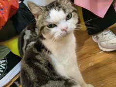 -萌喵宠狗爱心宠咖
