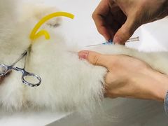 -福州肆爪动物医院