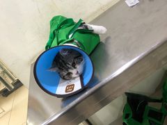 -米苏动物医院·犬猫专科·骨科外科内窥镜