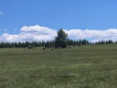 -御道口草原森林风景区