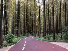 -黄海国家森林公园