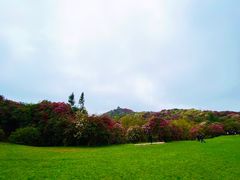 -贵州百里杜鹃风景名胜区