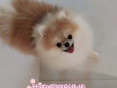 -多乐狗狗宠物训练工作室