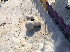 -绿野森林乐园冰雪季