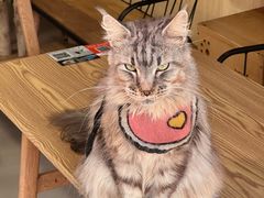 -豆逗聊愈猫阁Easy Life