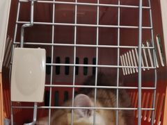 -东方名猫馆·英短金渐层布偶猫舍(环线广场1号楼店)